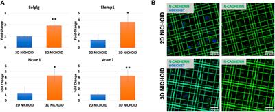 Whole transcriptomic analysis of mesenchymal stem cells cultured in Nichoid micro-scaffolds